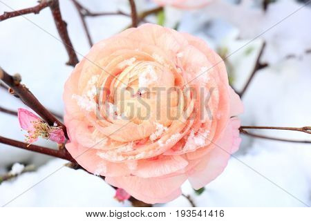 A pale pink camellia in the fresh snow