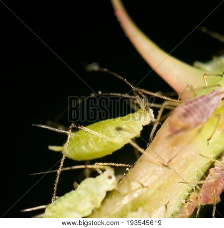 aphids on the plant. close . A photo