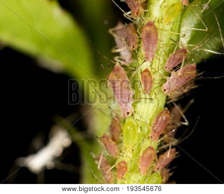 aphids on the plant. close . A photo