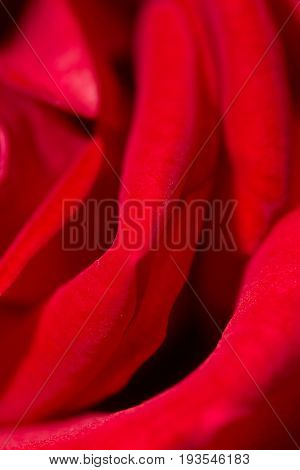 red rose as a background. close . A photo