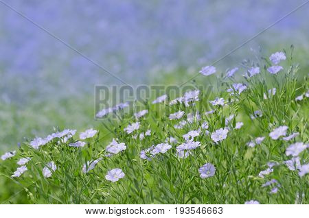 Linum Perenne Perennial Flax . Blue Flowers Of Flax