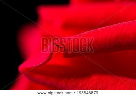 red rose as a background. close . A photo