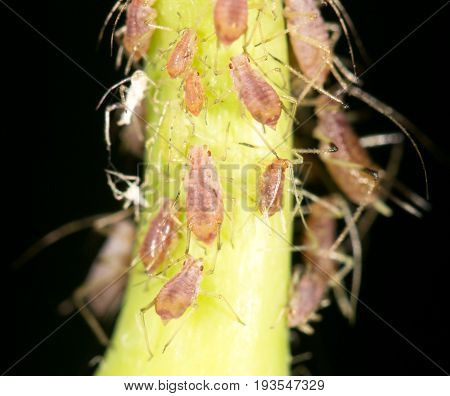 aphids on the plant. close . A photo