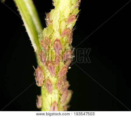 aphids on the plant. close . A photo