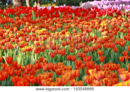 Landscape of fresh blooming tulips in the spring garden