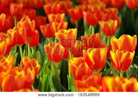 drop of water on fresh blooming tulips in the spring garden