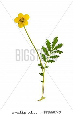 Pressed and dried flower and green carved leaves potentilla anserine isolated on white background. For use in scrapbooking floristry (oshibana) or herbarium.