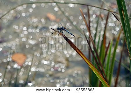 A male blue dasher dragonfly (Pachydiplax longipennis) alights upon  a reed over a small lake in Joliet, Illinois during August.