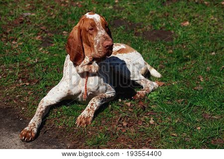 Portrait of dog Bracco Italiano on background green grass