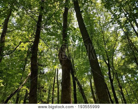 black rat snake in tall tree in the forest