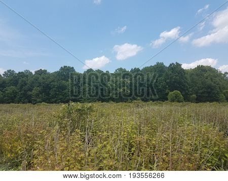 red winged blackbird on plant in wetland area