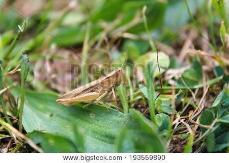 Chorthippus Albomarginatus, Grasshopper From Side, Macro Photo