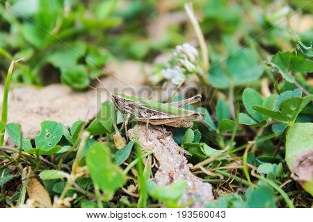 Omocestus Viridulus, Grasshopper In Green Color With Grass