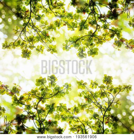 Blurred green leaves on abstract bokeh natrue background