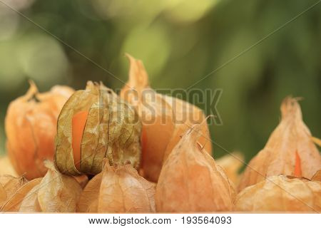 Cape gooseberry fruit brown autumn crops on green spring bokeh background with copyspace or space for text.
