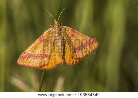 Purple-barred Yellow (lythria Cruentaria)