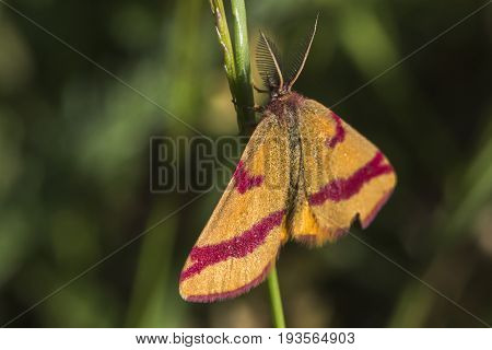 Purple-barred Yellow (lythria Cruentaria)