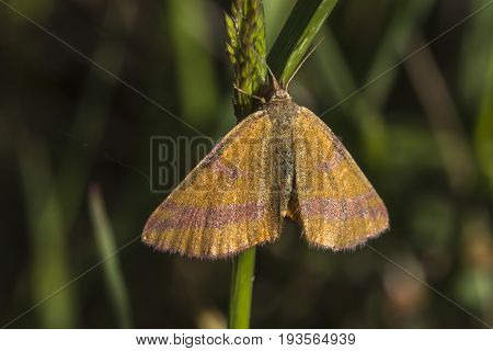 Purple-barred Yellow (lythria Cruentaria)