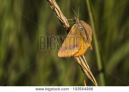 Purple-barred Yellow (lythria Cruentaria)