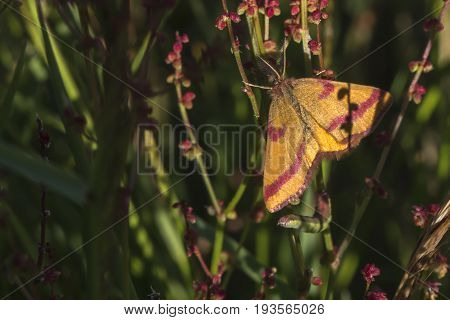 Purple-barred Yellow (lythria Cruentaria)