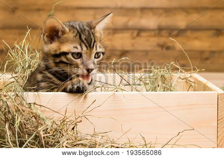 The striped kitten sits in a box of wood and looks at the hay
