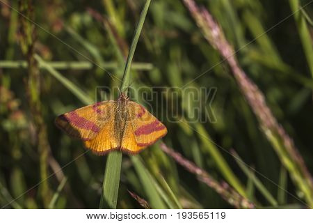 Purple-barred Yellow (lythria Cruentaria)