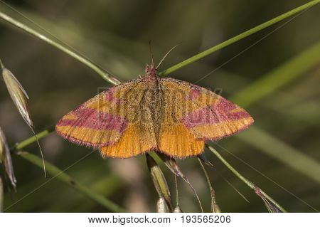 Purple-barred Yellow (lythria Cruentaria)