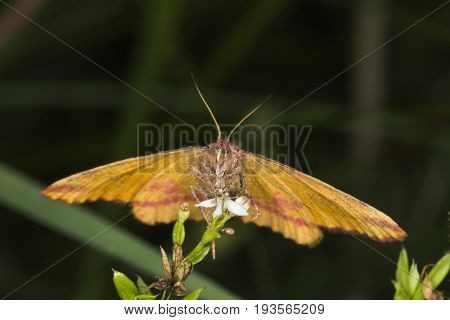 Purple-barred Yellow (lythria Cruentaria)