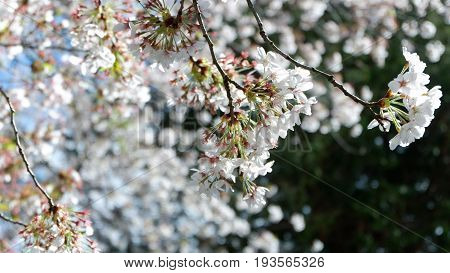 Cherry blosssom in summer japan churieto pagoda