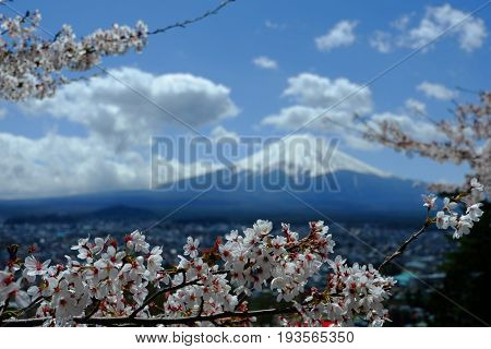 Cherry blosssom in summer japan churieto pagoda