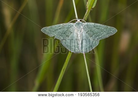 Grass Emerald (pseudoterpna Pruinata)