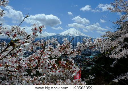 Cherry blosssom in summer japan churieto pagoda