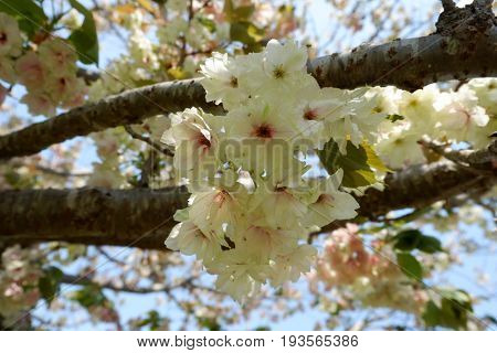 Cherry blosssom in summer japan yellow sakura