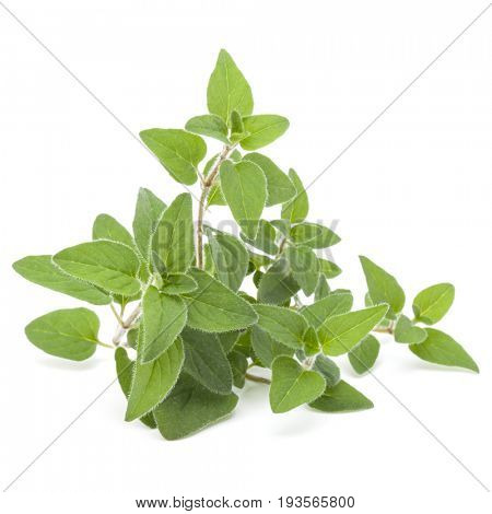 Oregano or marjoram leaves isolated on white background cutout