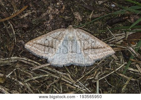 Brown Silver-line (petrophora Chlorosata)