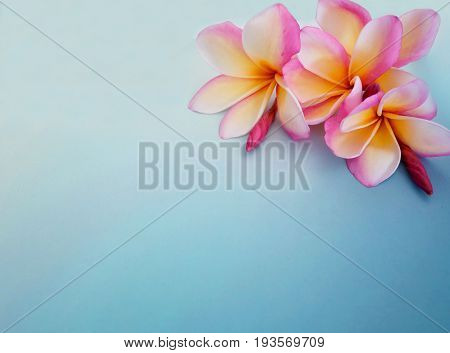 Pink frangipani floweron background with copy space.