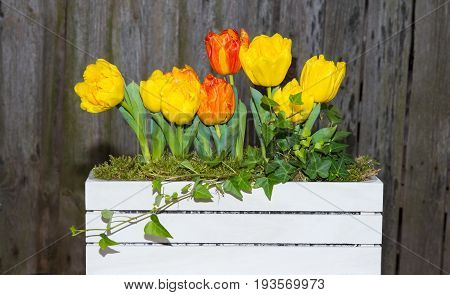 Tulips In A White Wooden Box.