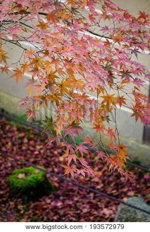 Autumn Scenery In Kyoto, Japan
