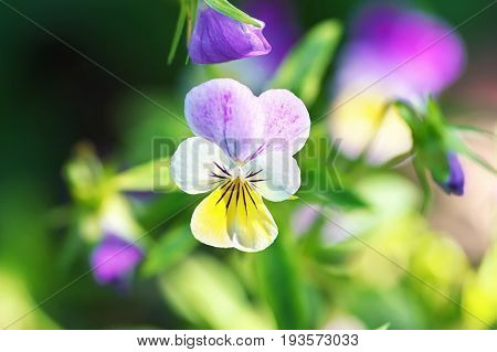 Violet pansy flower close-up of viola tricolor in the spring garden