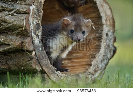 Beautiful cute beech marten, forest animal, Martes foina, Stone marten, detail portrait. Small predator with the tree trunk near forest. Czech republic, europe.