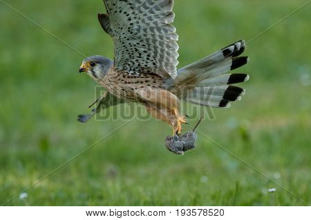 Common Kestrel hunting little mouse, Falco tinnunculus, little birds of prey, green grassland near european forest, Czech Republic.