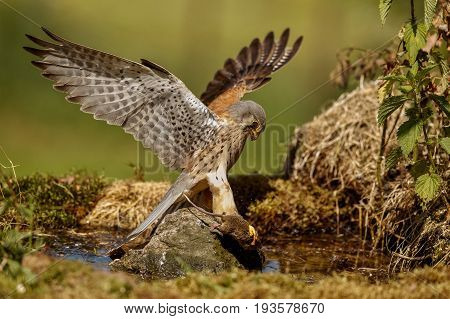 Common Kestrel hunting little mouse, Falco tinnunculus, little birds of prey, green grassland near european forest, Czech Republic.