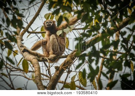 hoolock gibbon high on a tree/wild indian monkey in the indian forest/gibbon wildlife sanctuary in India