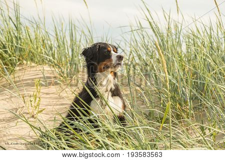bernese mountain dog in the grass on sand dunes