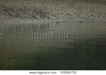 gigantic salted water crocodile caught in mangroves of Sundarbans in India