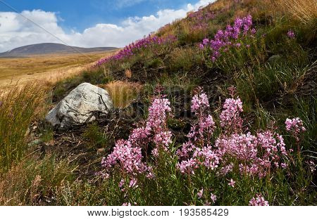 Beautiful flowers in the field. Sunset in the steppe a beautiful evening sky with clouds plato Ukok no one around Altai Siberia Russia