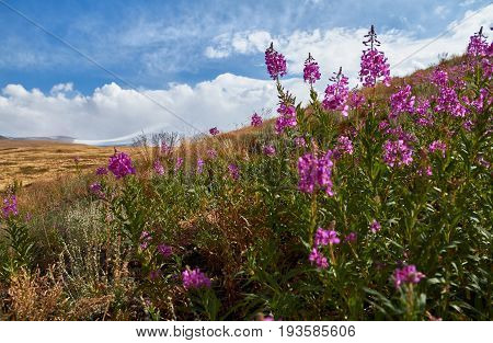 Beautiful flowers in the field. Sunset in the steppe a beautiful evening sky with clouds plato Ukok no one around Altai Siberia Russia
