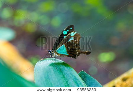 Butterfly cute insect with blue and brown colored wings sitting on green leaf on natural background. Wildlife