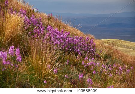Beautiful flowers in the field. Sunset in the steppe a beautiful evening sky with clouds plato Ukok no one around Altai Siberia Russia