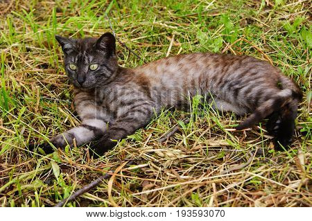 Cat, grass, nature, lies, animal, summer, season,